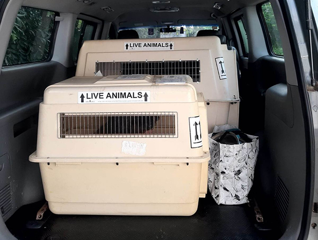 Professional Pet Moving Service